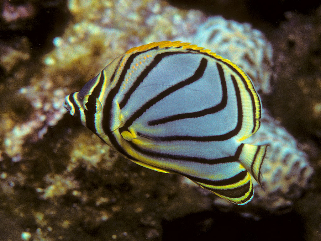 Chaetodon meyeri (Pesce farfalla di Meyer)